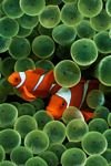 pic for iphones clown fish 